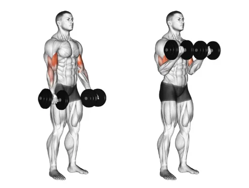 Pull Day Gym Exercises